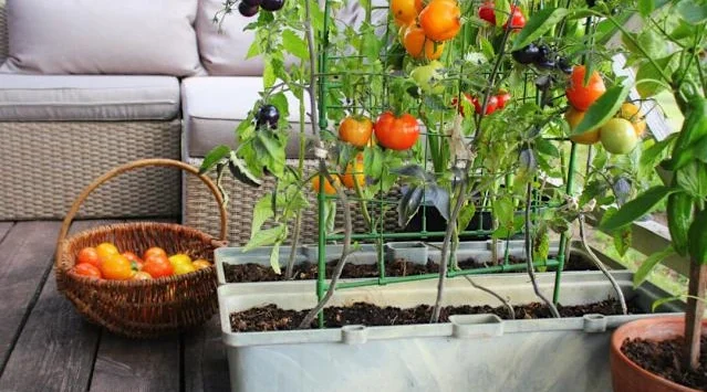 Grosseasy.com: A Guide to Urban Gardening and More