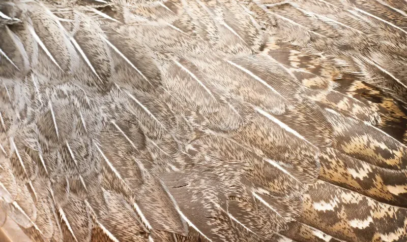 Understanding Fur Hen: A Complete Guide to This Unique Poultry Term