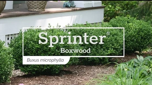 Sprinter Boxwood Buxus: The Guide for Your Garden